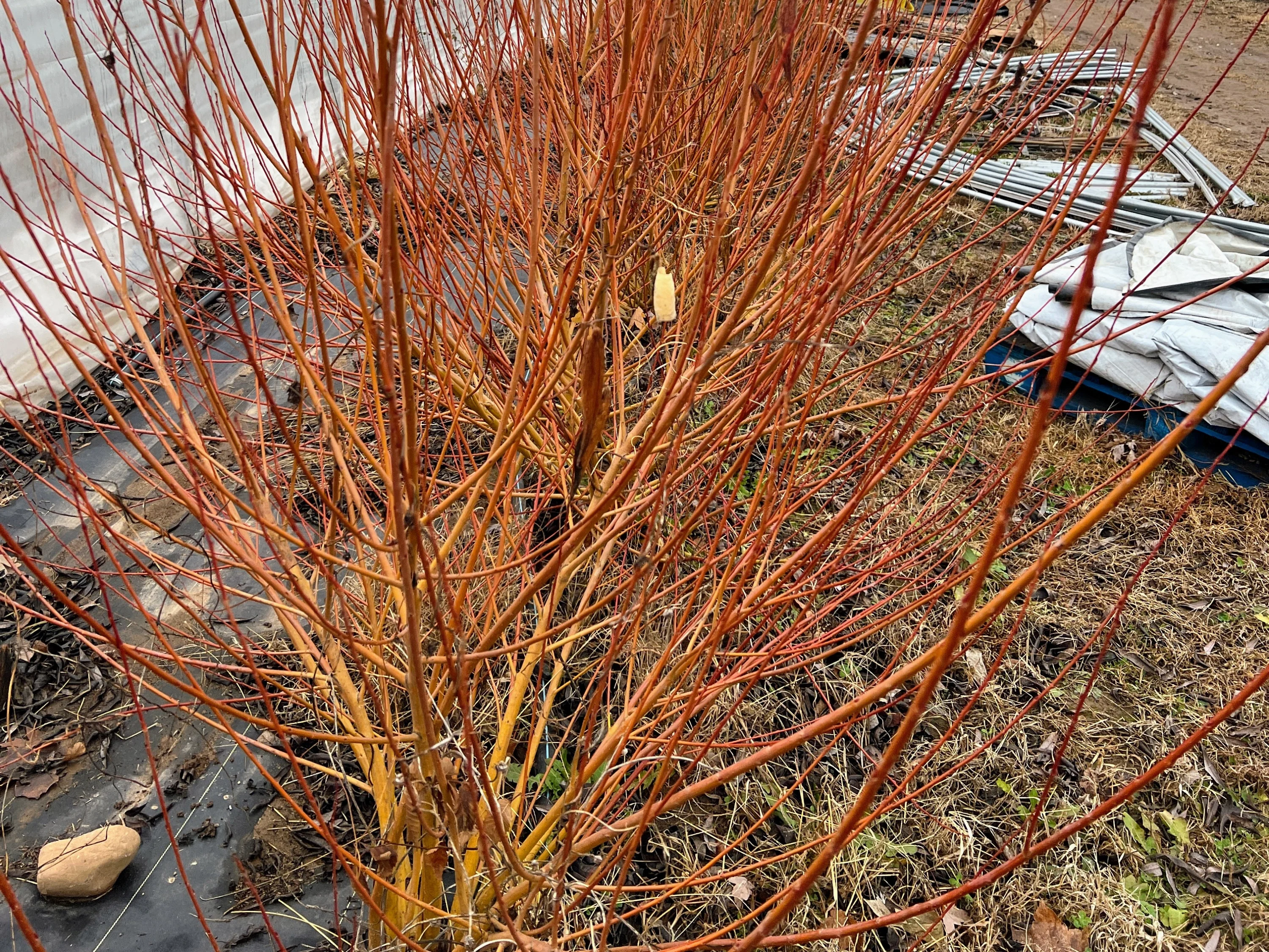 Yellow Flame Willow - Image 2